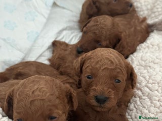 Toy Poodle dogs - Advert 16