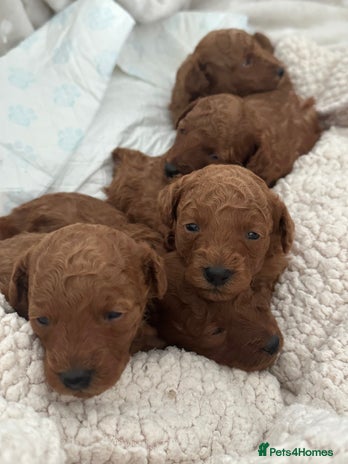 Toy Poodle dogs - Advert 1