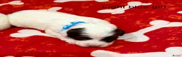Sproodle dogs for sale: Sproodle Puppies from experienced, licensed breedr - Advert 4
