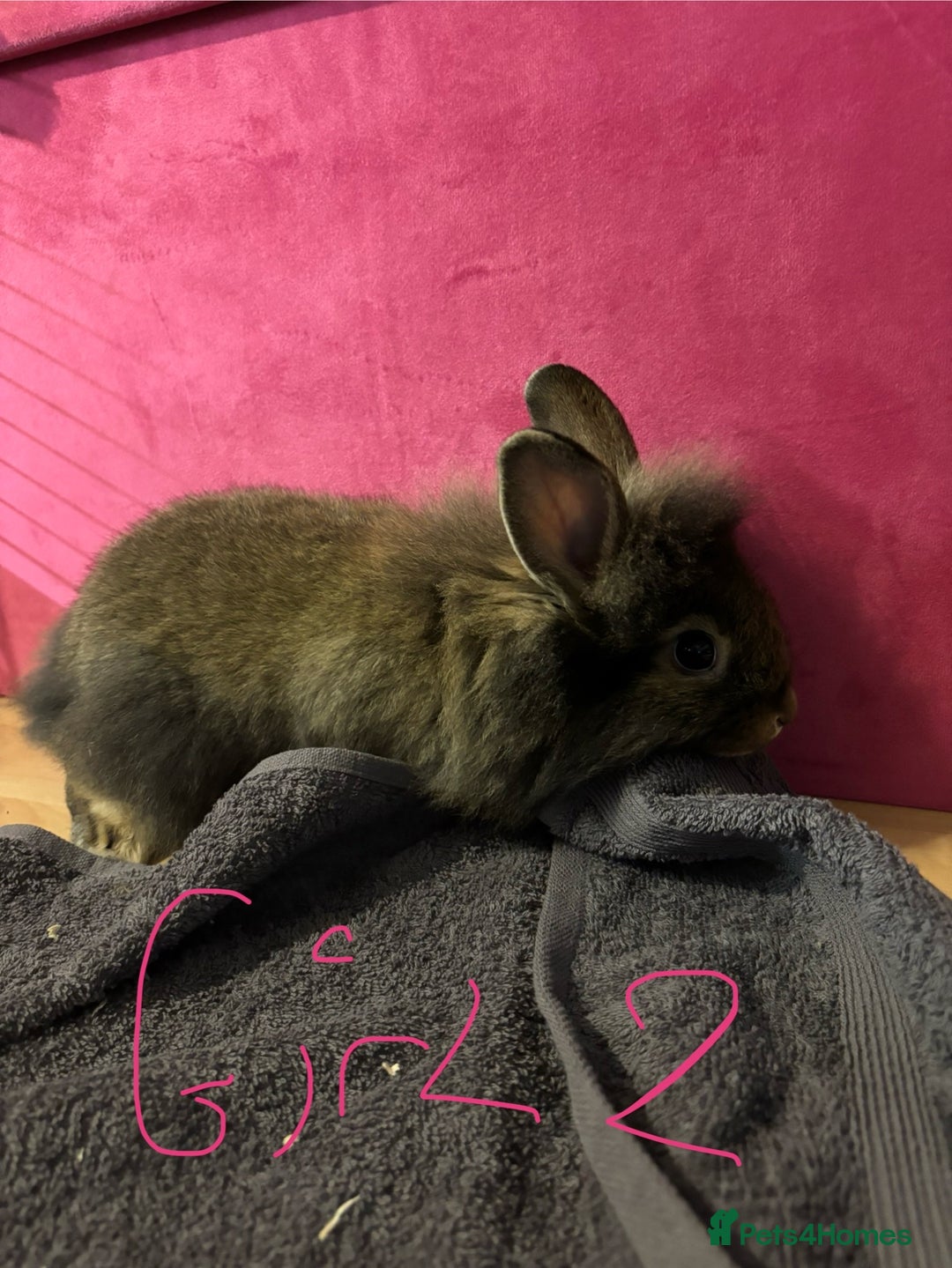 Lionhead rabbits for sale: Beautiful lionhead bunnies  - Advert 16