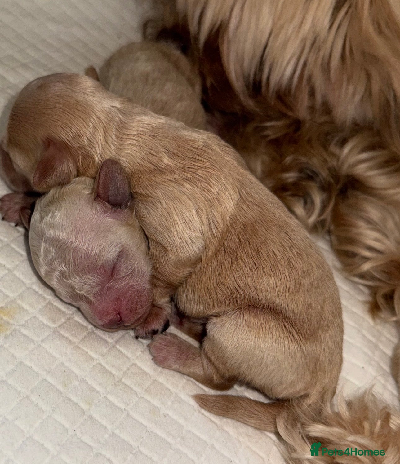 Mixed Breed dogs STUNNING TOY MALSHIPOO LITTER JUST BORN 22ndFEB in London - Advert 1