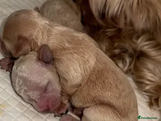 Mixed Breed dogs STUNNING TOY MALSHIPOO LITTER JUST BORN 22ndFEB in London - Advert 1