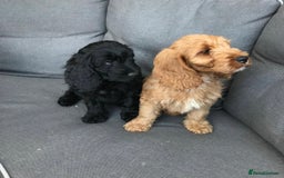 Cockapoo dogs for sale: Beautiful cockapoo puppies  - Image 12