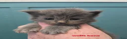 Maine Coon cats for sale: Blue & Blue Smoke Maine Coon Kittens Stunning Tica - Advert 8