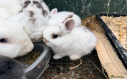 Netherland Dwarf rabbits for sale: Beautiful tamed Bunnies for sale  - Advert 17
