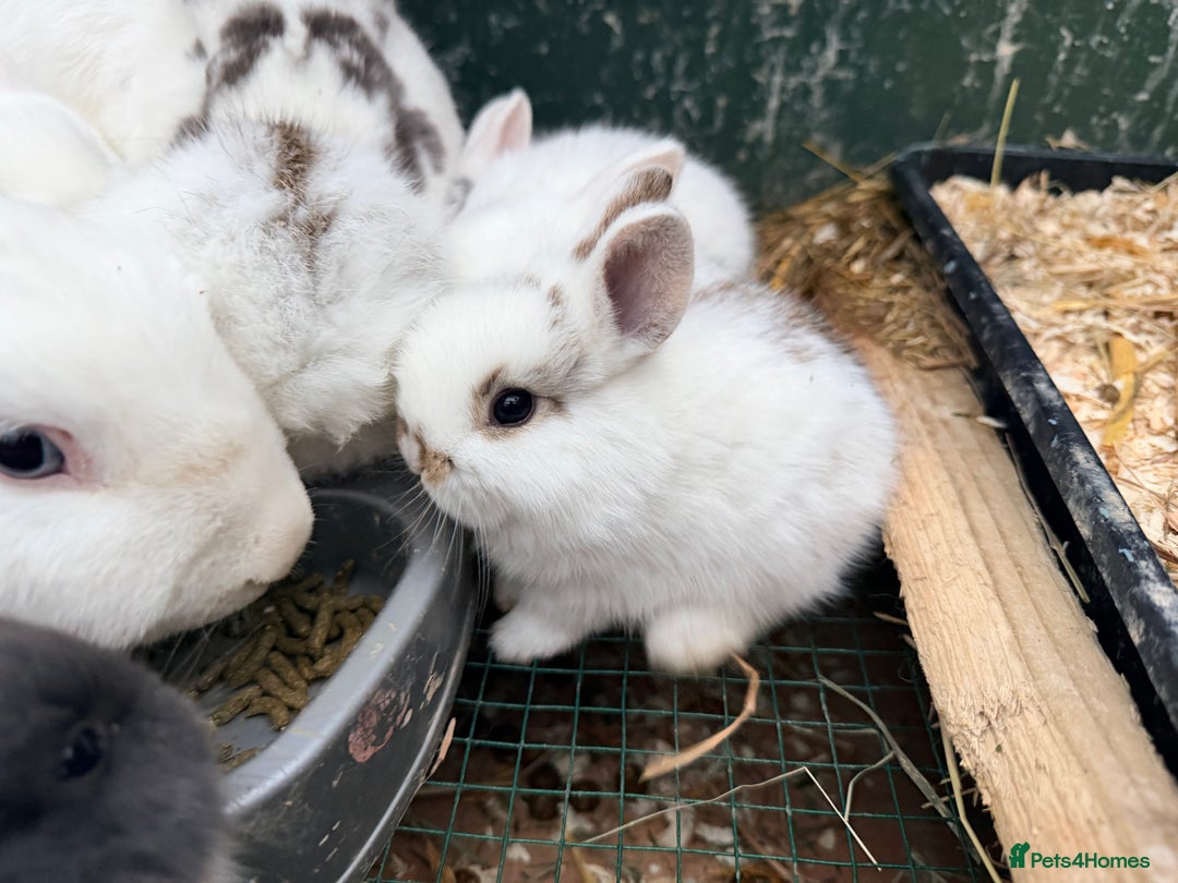 Netherland Dwarf rabbits for sale: Beautiful tamed Bunnies for sale  - Advert 17