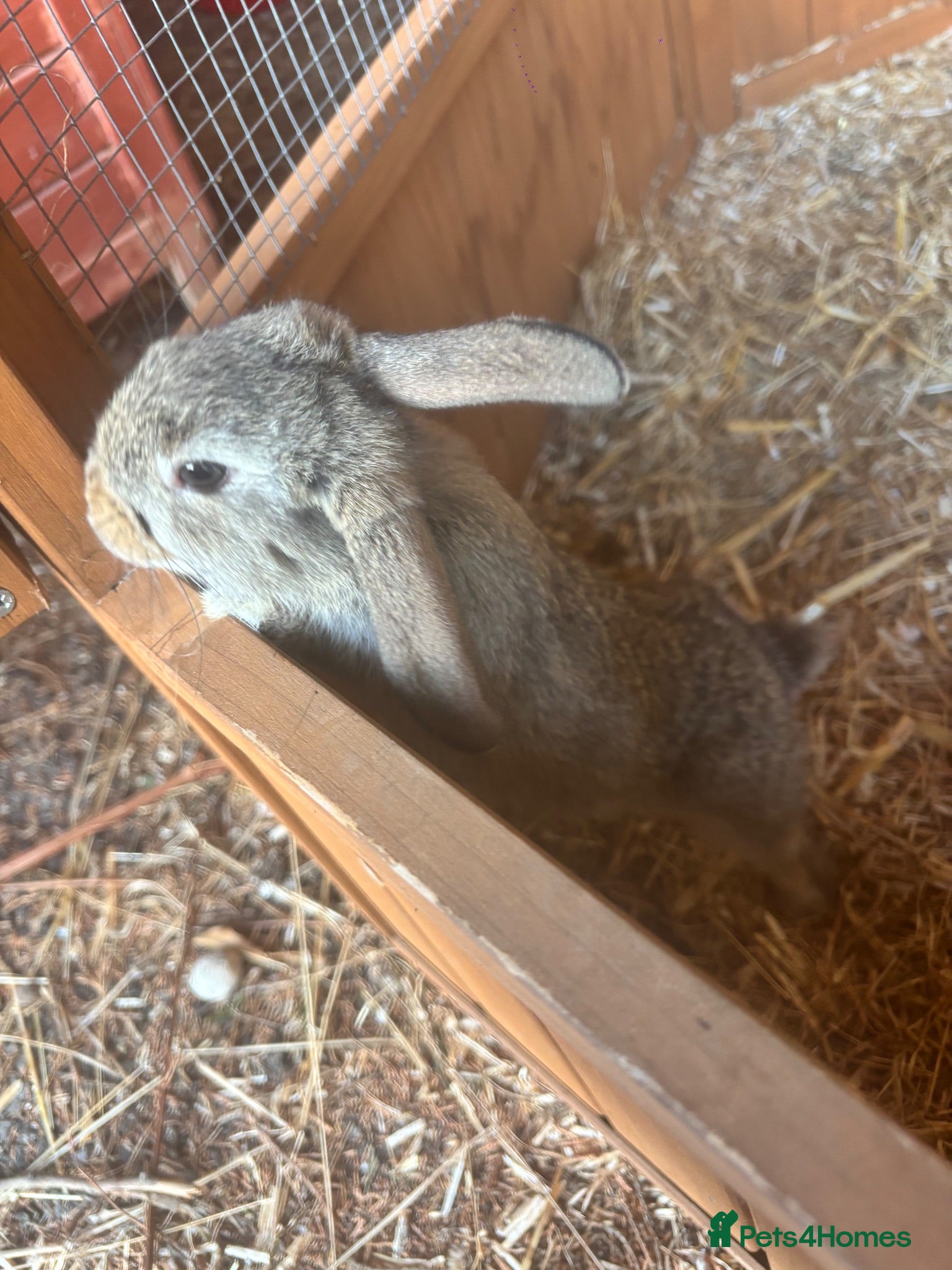 Mixed Breed rabbits Baby rabbits - Advert 2