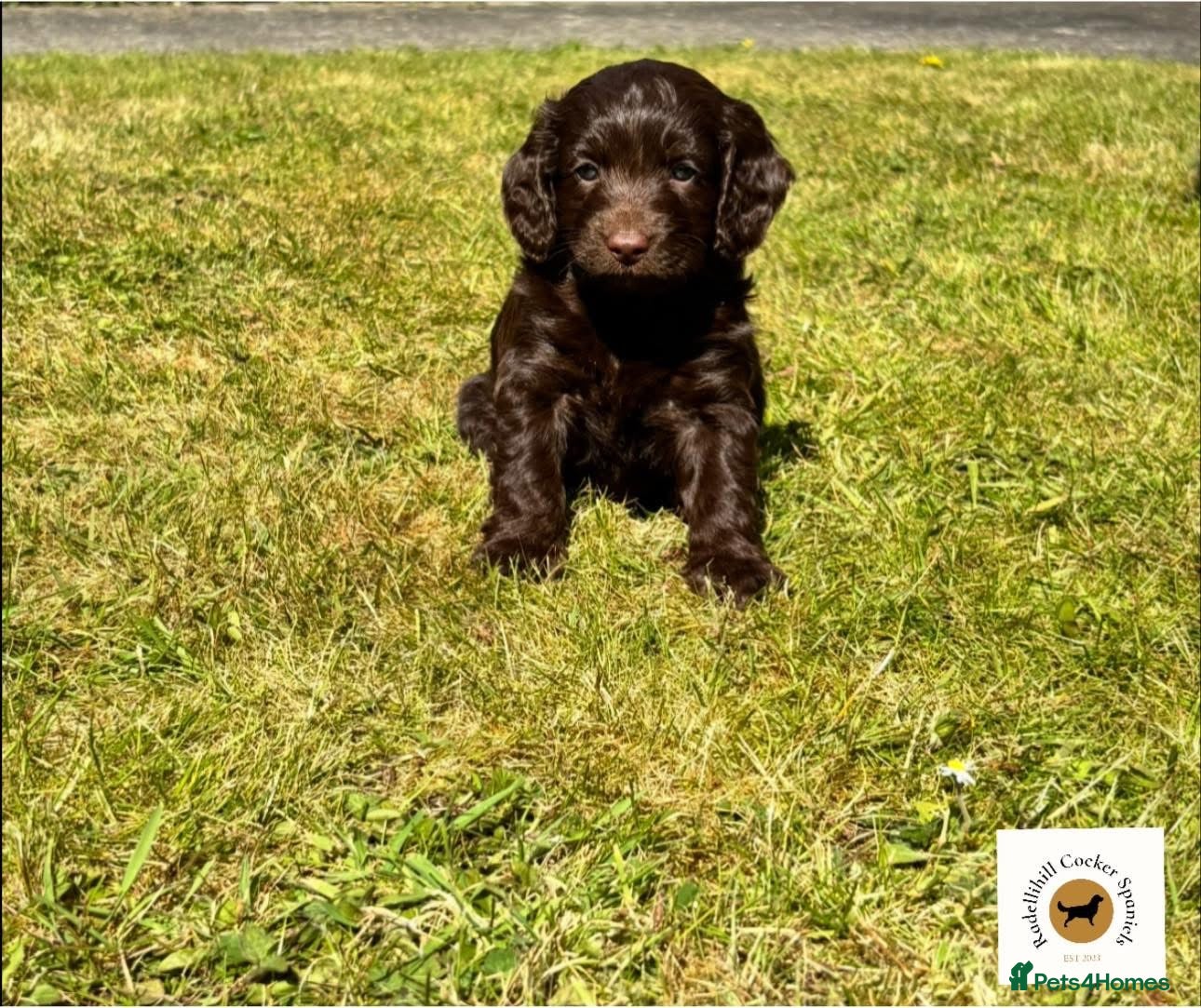 Cockapoo dogs Stunning F1 Cockapoos- ONLY CHOCOLATE GIRL LEFT - Advert 1