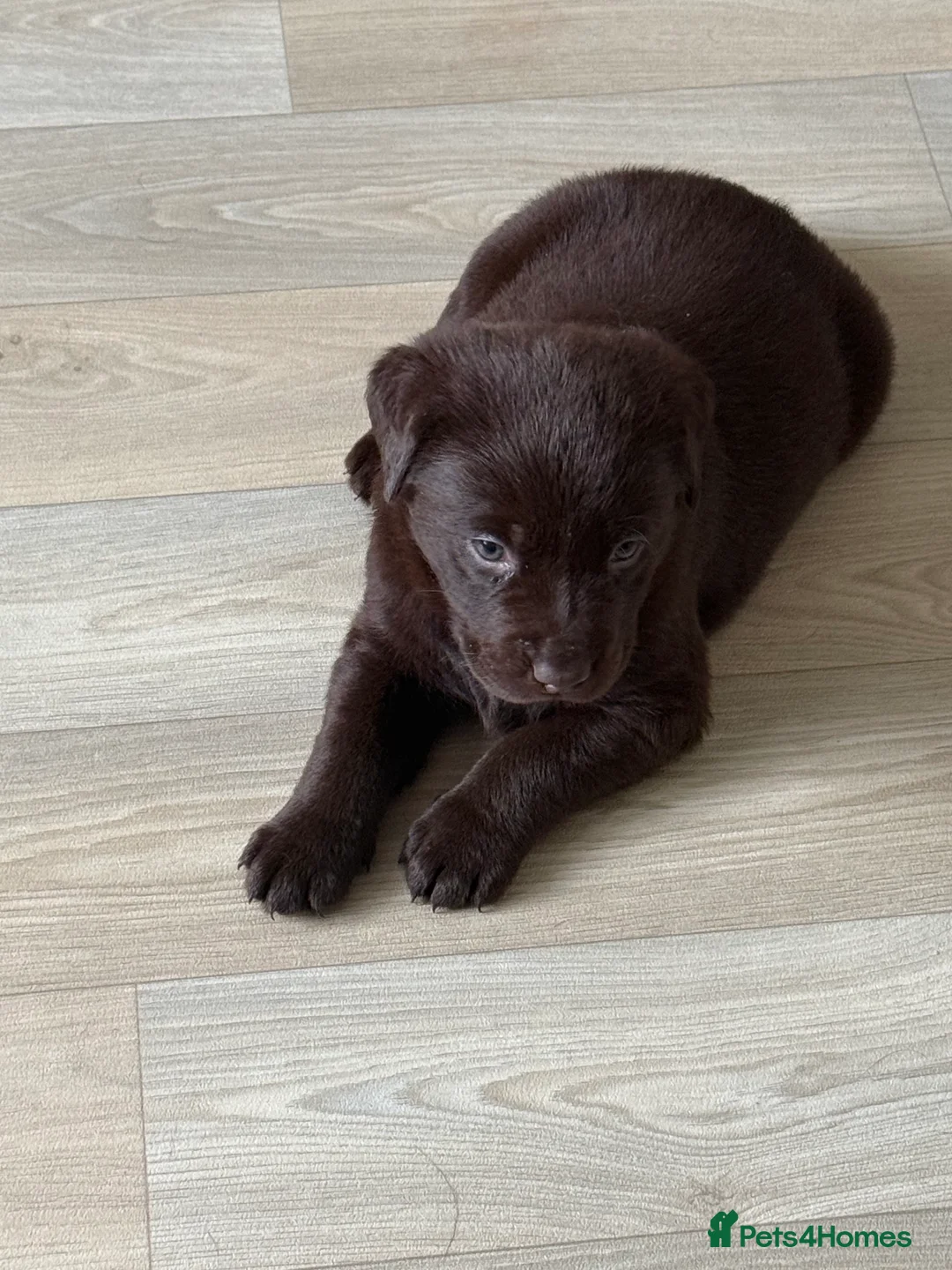 Labrador Retriever dogs for sale: KC Labrador for sale  - Advert 4