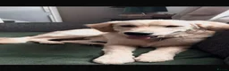 Golden Retriever dogs for sale: REHOME Parker the golden retriever  - Advert 1