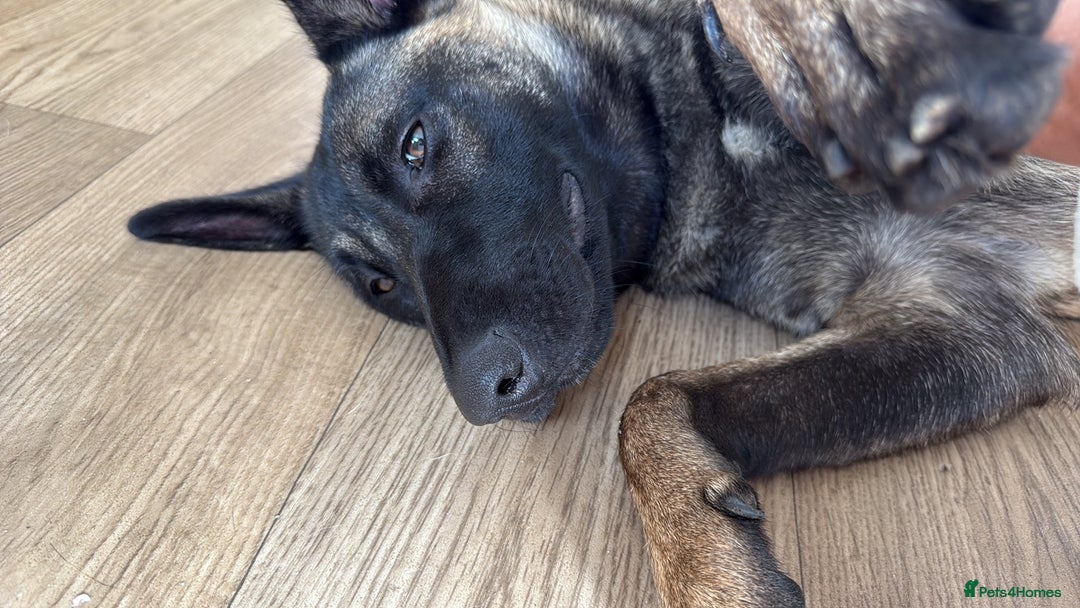 Belgian Shepherd Dog dogs for sale: Belgian mallinois  - Image 1