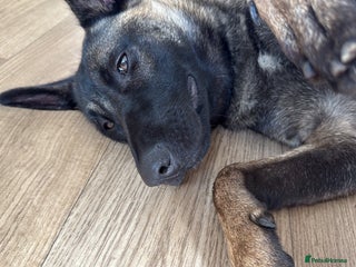 Belgian Shepherd Dog dogs - Advert 7
