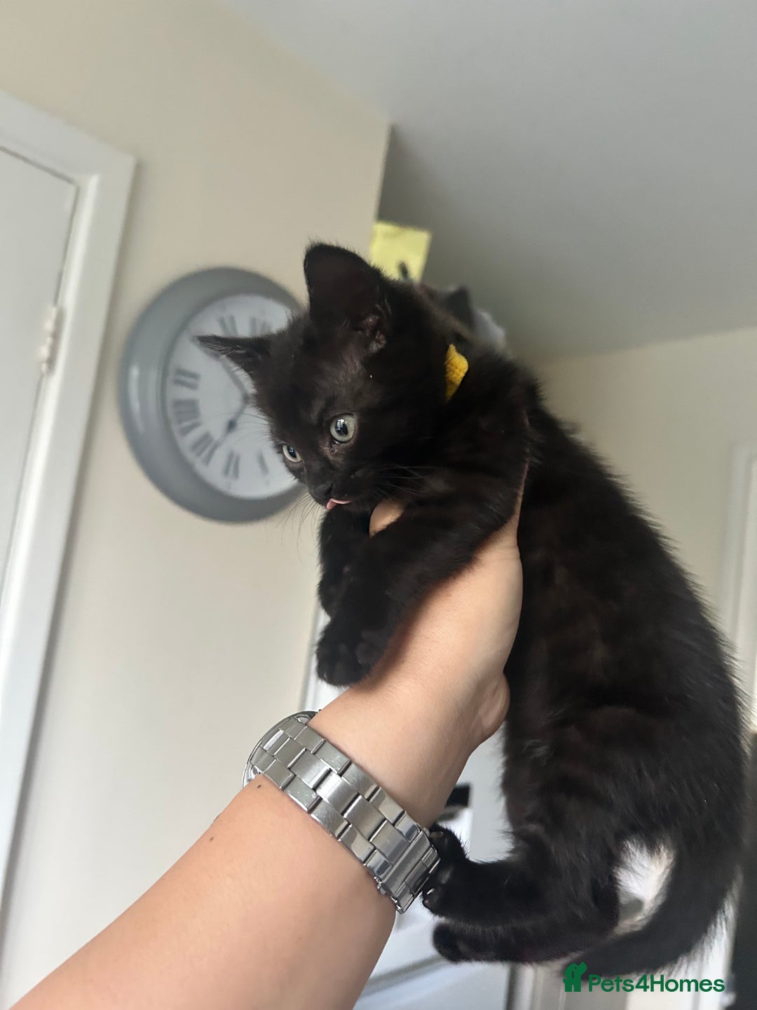 British Longhair cats for sale: Ready to home🤍 3 Black Tabby & 2 Multicoloured - Image 4