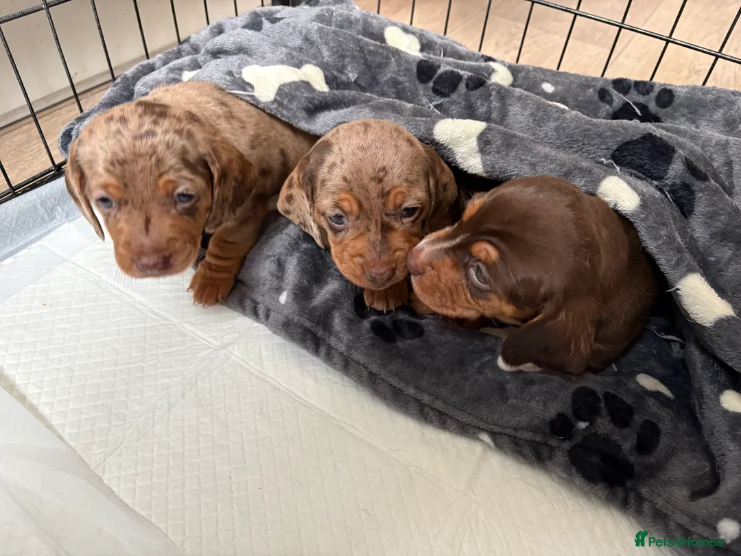 Miniature Dachshund dogs for sale: Miniature dachshund  - Advert 3