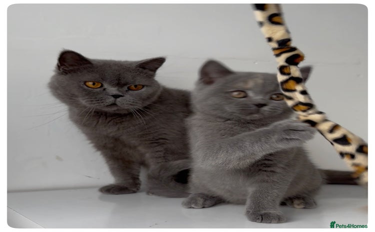 British Shorthair cats - Advert 6