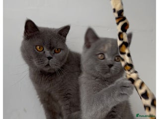 British Shorthair cats 🩵 GCCF Active Blue British Shorthair Queen - Advert 7