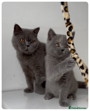 British Shorthair cats - Advert 6