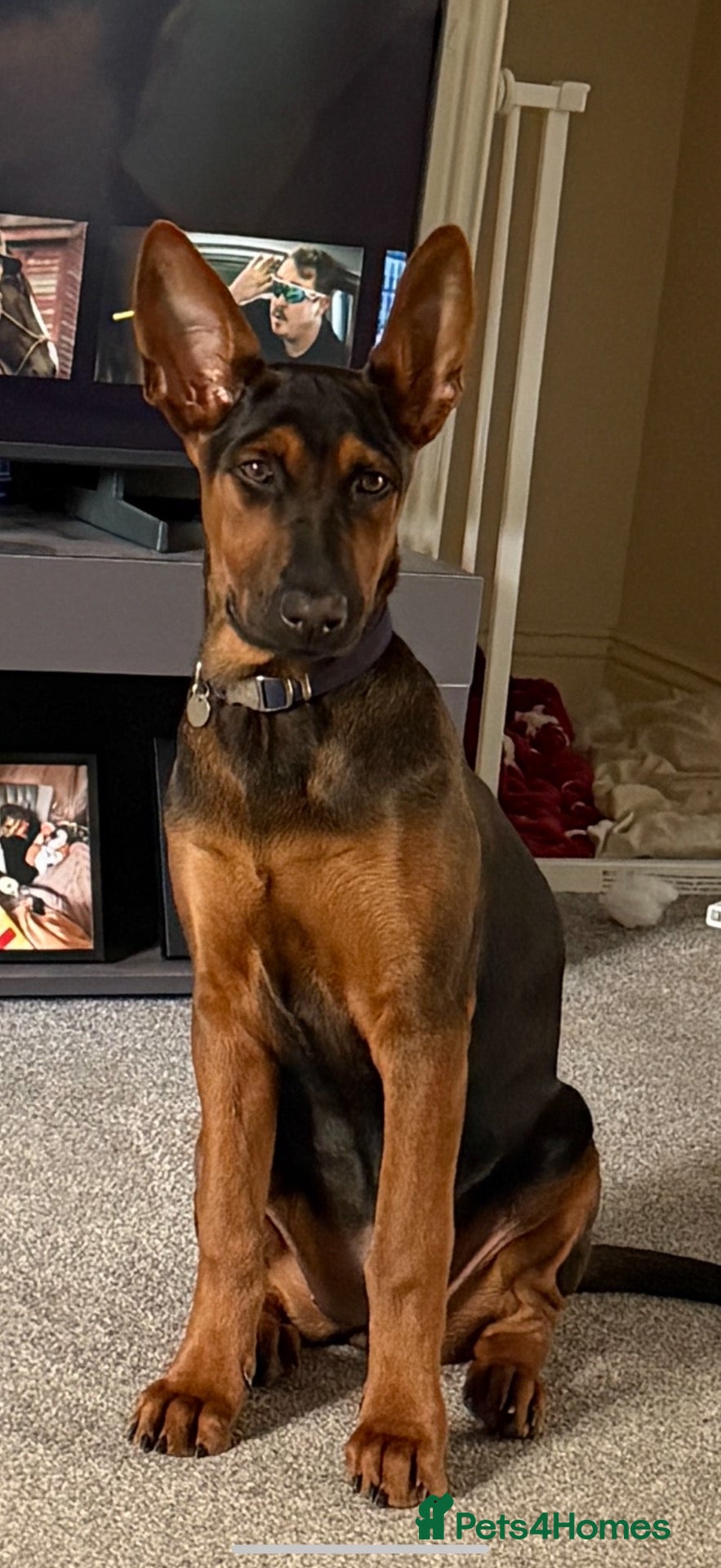 Chinese Red Dog dogs for sale: Chinese red dog 5 months old - Advert 21