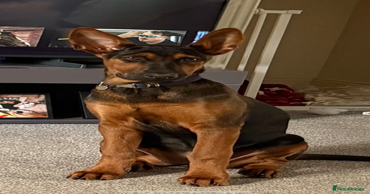 Chinese red dog 5 months old for sale in Reading | Pets4Homes