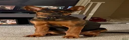 Chinese Red Dog dogs for sale: Chinese red dog 5 months old in Reading - Advert 1