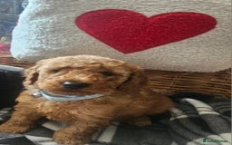 Miniature Poodle dogs for sale: Kc reg outstanding miniature Poodles in Stourbridge - Image 22