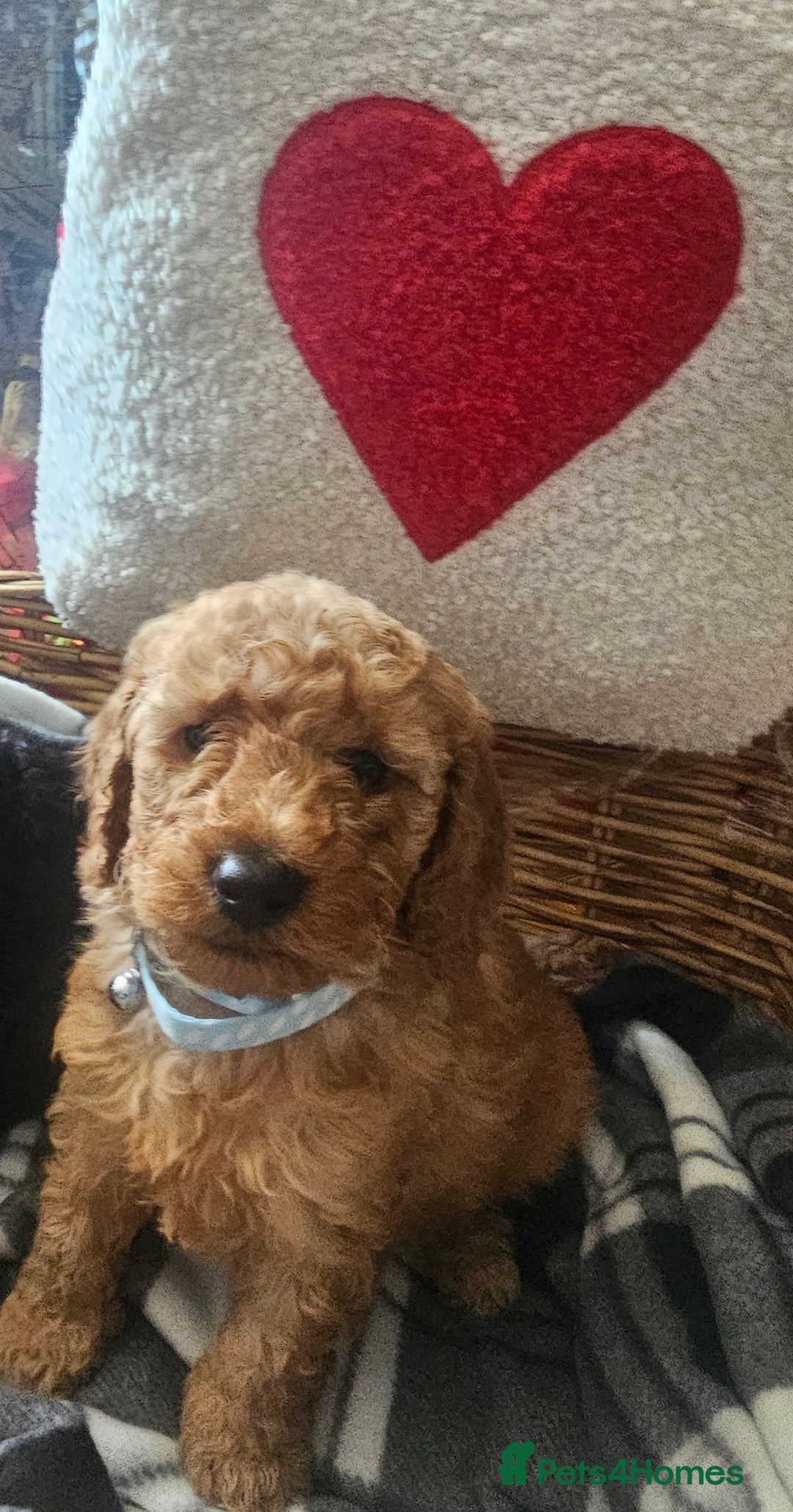 Miniature Poodle dogs for sale: Kc reg outstanding miniature Poodles in Stourbridge - Image 22