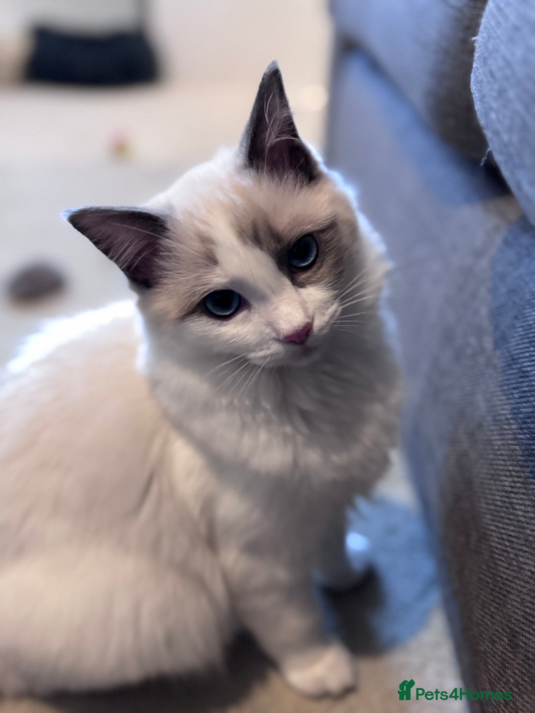 Ragdoll cats for sale: Ragdolls Kittens Blue and lilac  - Advert 2