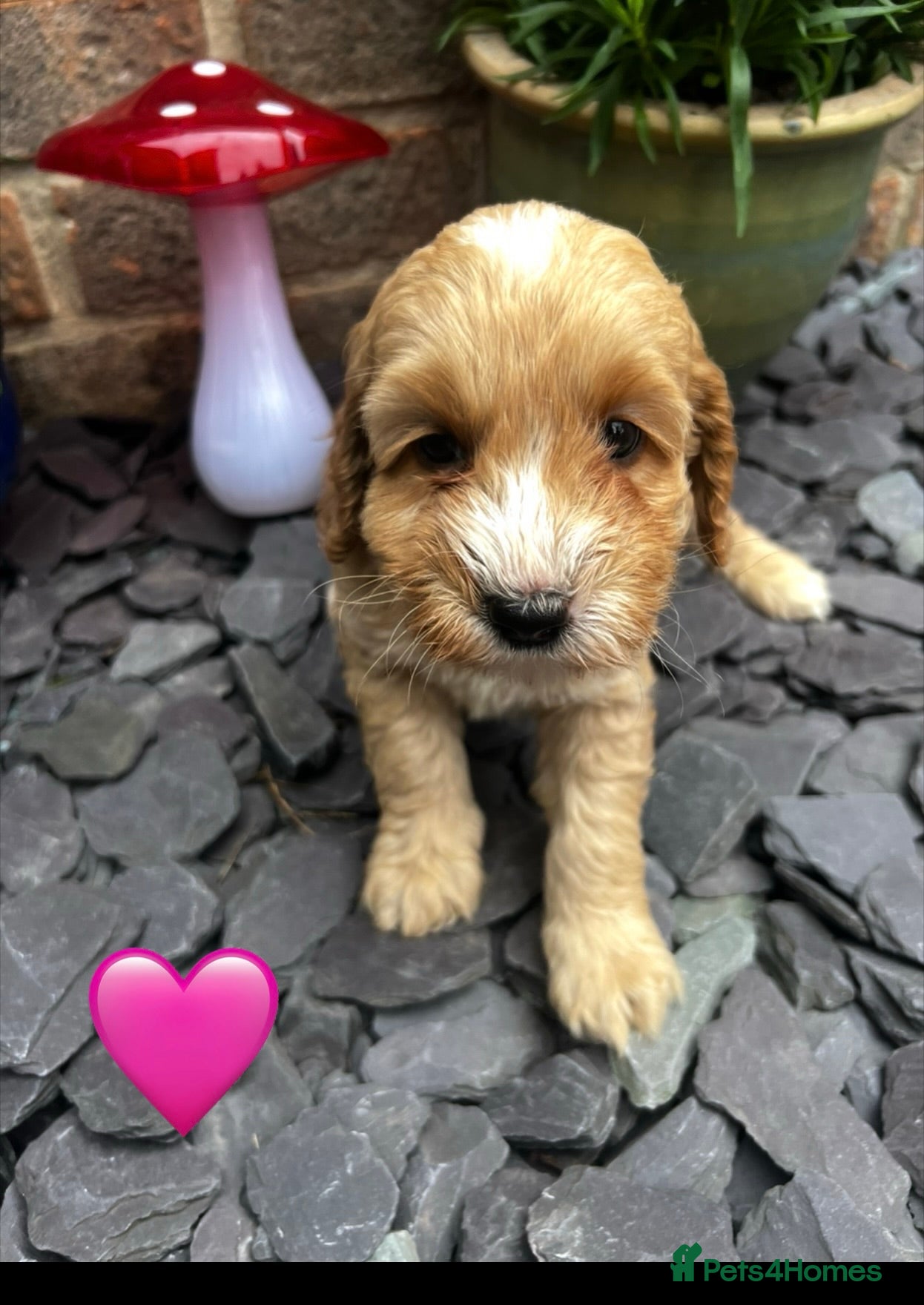 Cockapoo dogs F1b cockerpoos for sale - Advert 1