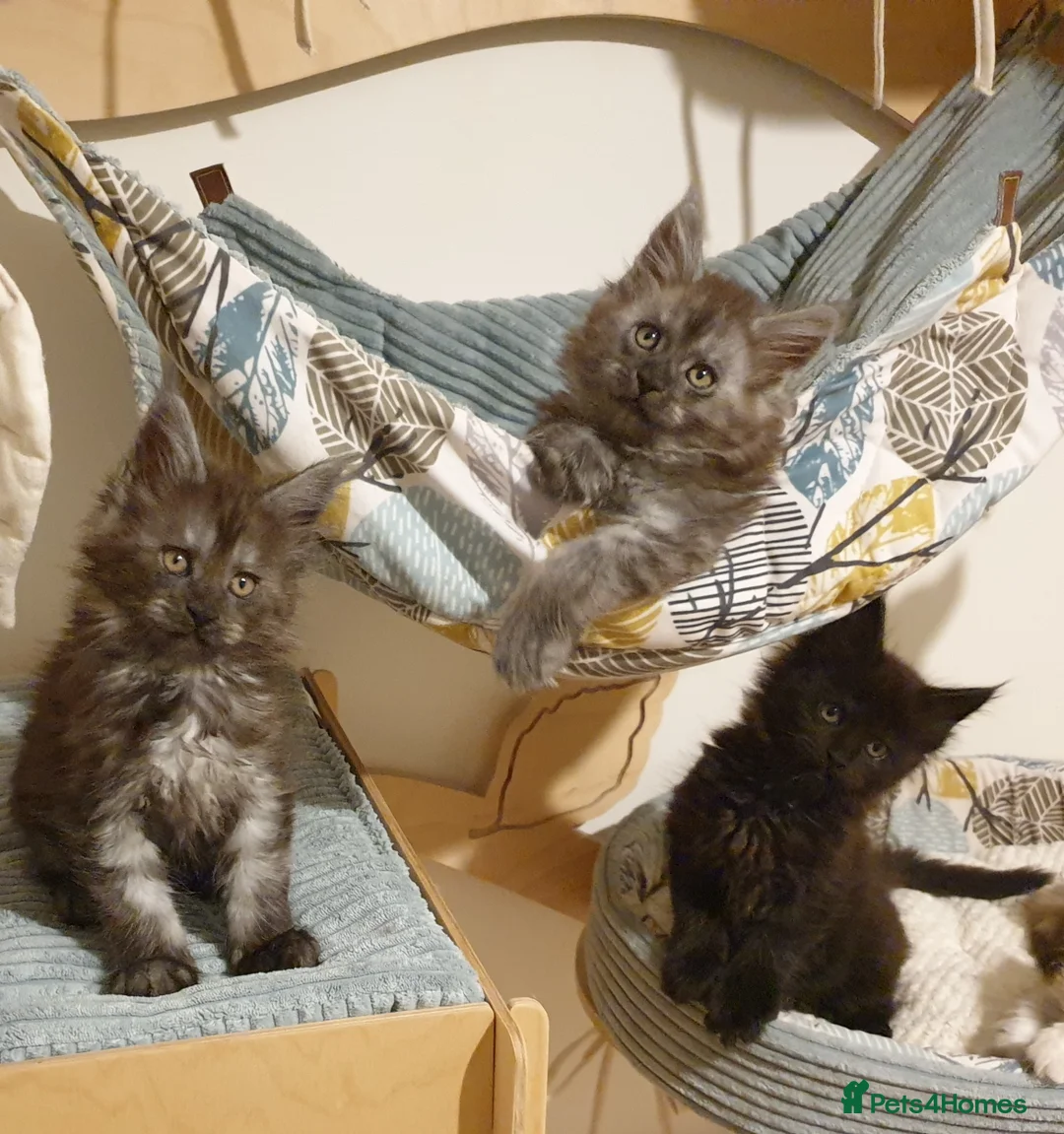 Maine Coon cats for sale: Maine coon kittens  - Advert 29