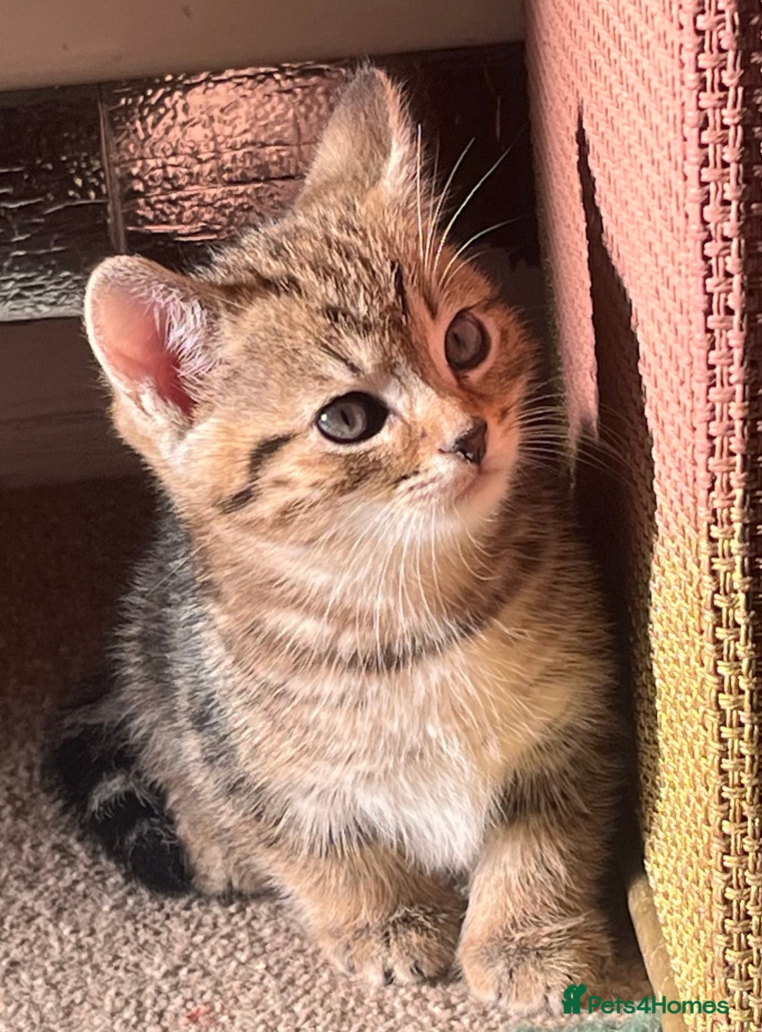 British Shorthair cats for sale: Three full tabby kittens and one black kitten - Image 12