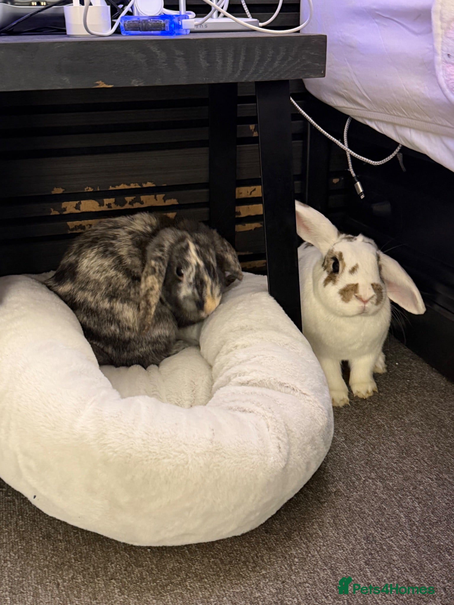 Mixed Breed rabbits Two Bunnies Looking For Loving Home - Advert 1