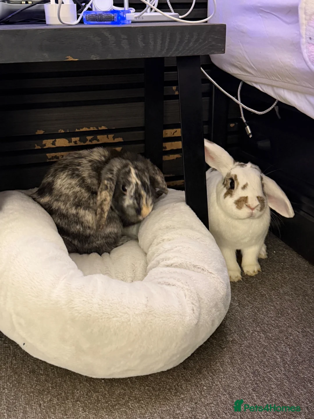Mixed Breed rabbits for sale: Two Bunnies Looking For Loving Home - Advert 1