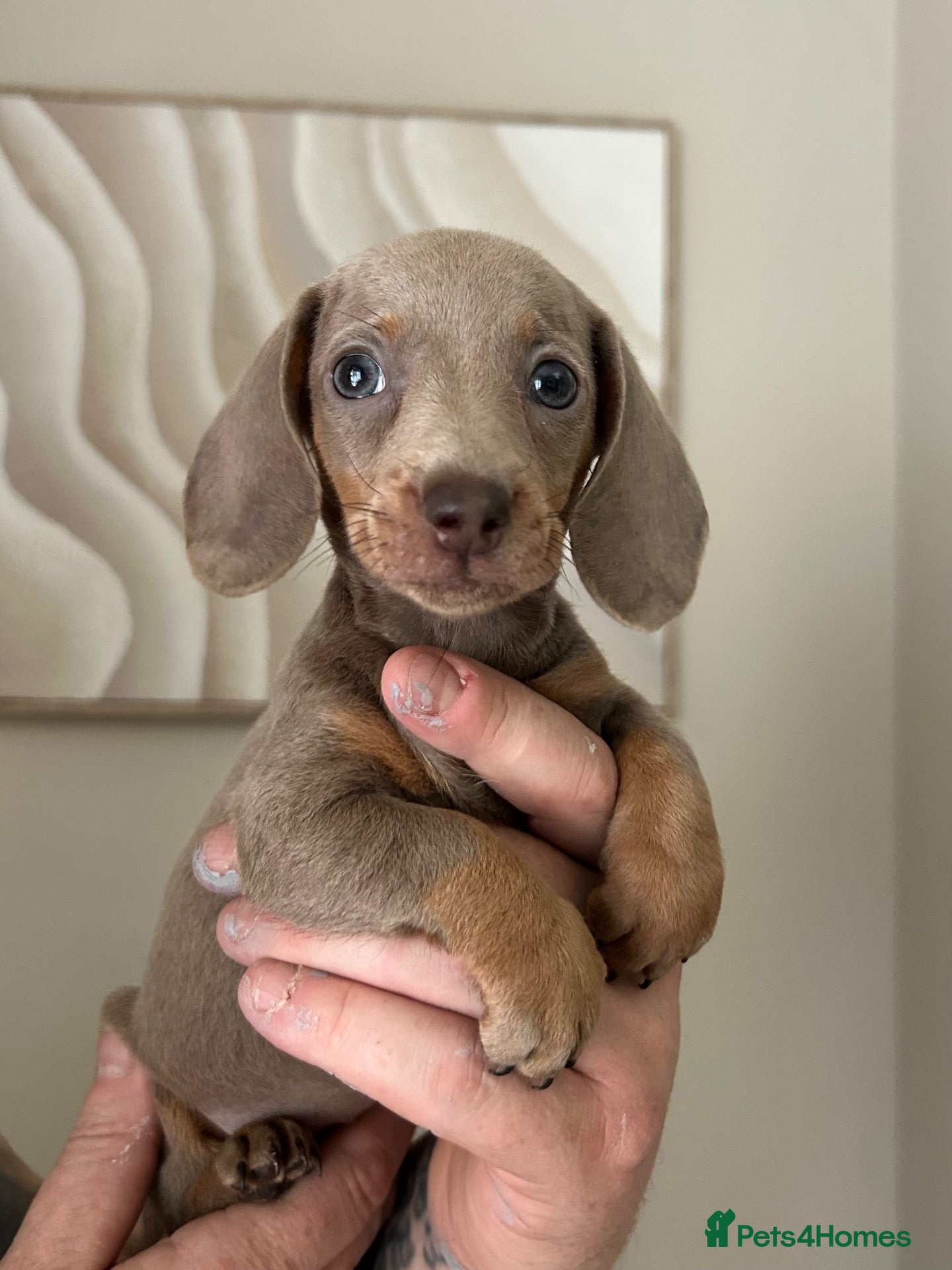 Miniature Dachshund dogs MINIATURE DACHSHUND PUP READY TO GO - Advert 15