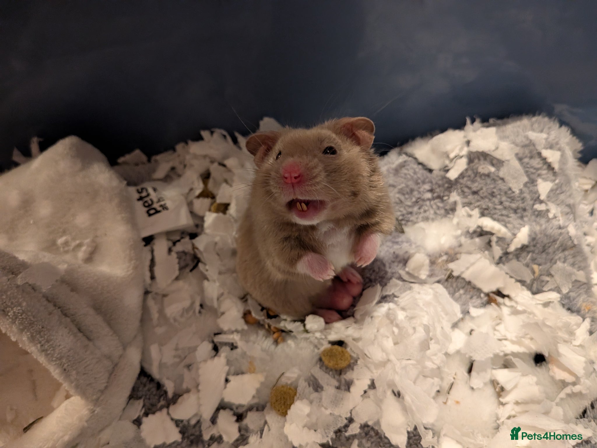 Hamster rodents Dove pedigree male Syrian hamster  - Advert 2