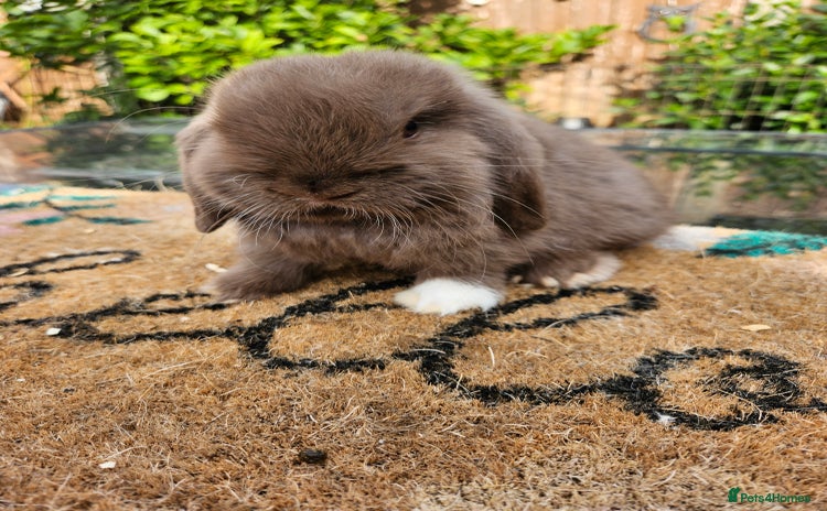 Mini Lop rabbits - Advert 8
