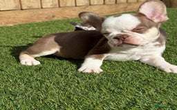 French Bulldog dogs for sale: Hikema X Cheeko (French bulldogs) - Image 28