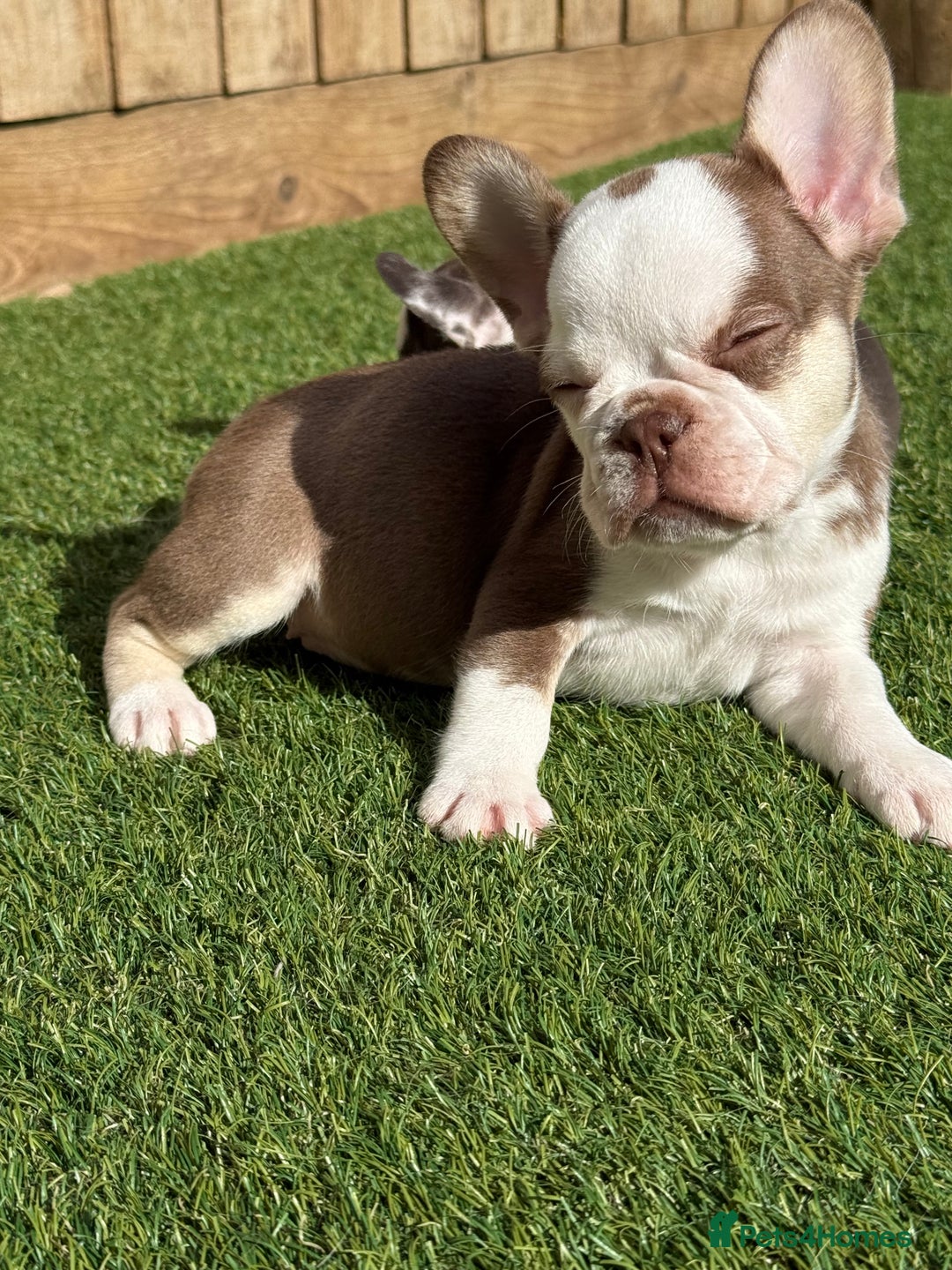 French Bulldog dogs for sale: Hikema X Cheeko (French bulldogs) - Image 28