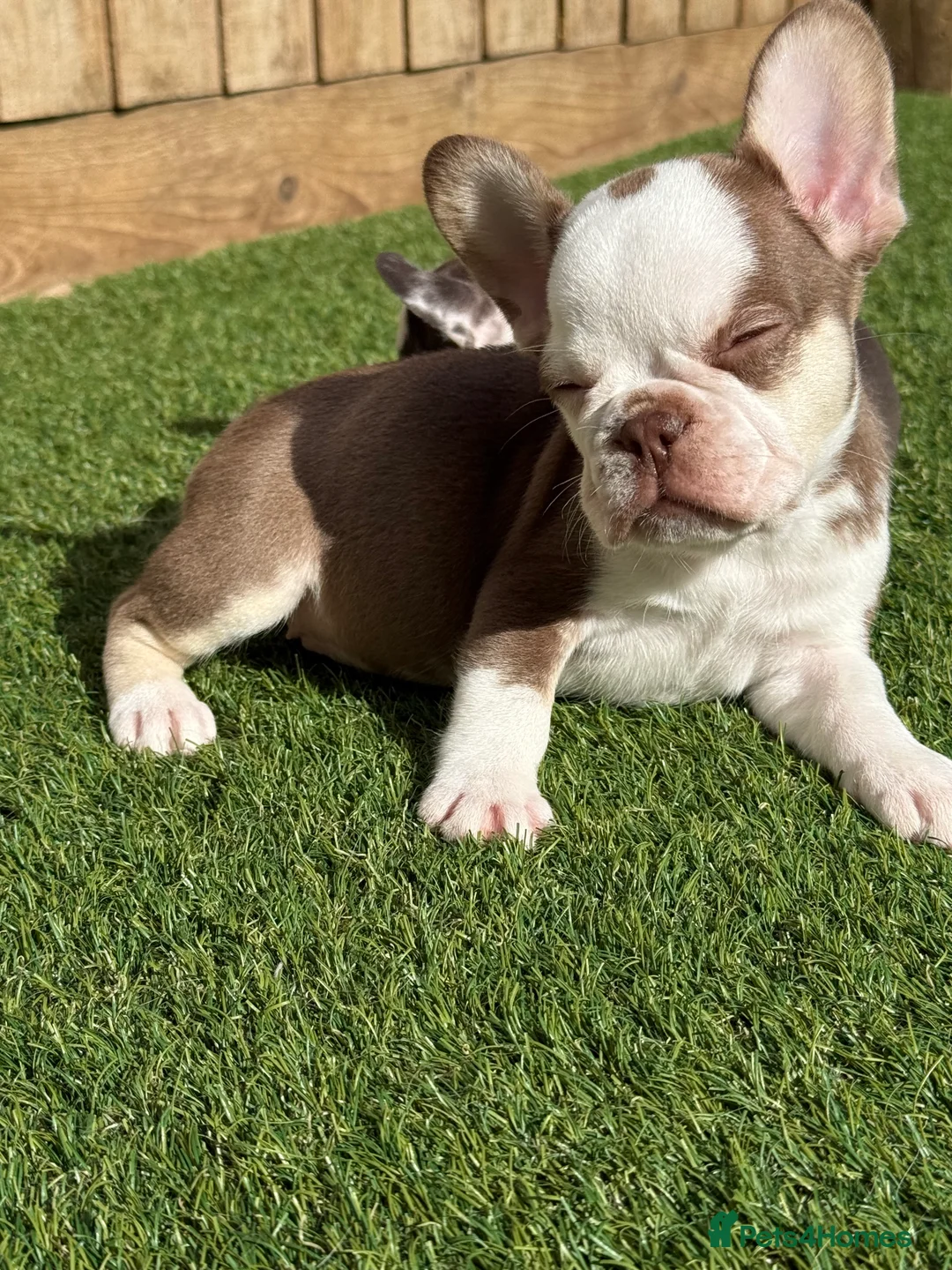 French Bulldog dogs for sale: Hikema X Cheeko (French bulldogs) - Advert 29