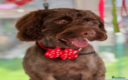 Cockapoo dogs for stud: Remy 18 month old F1 cockapoo for stud  - Image 5
