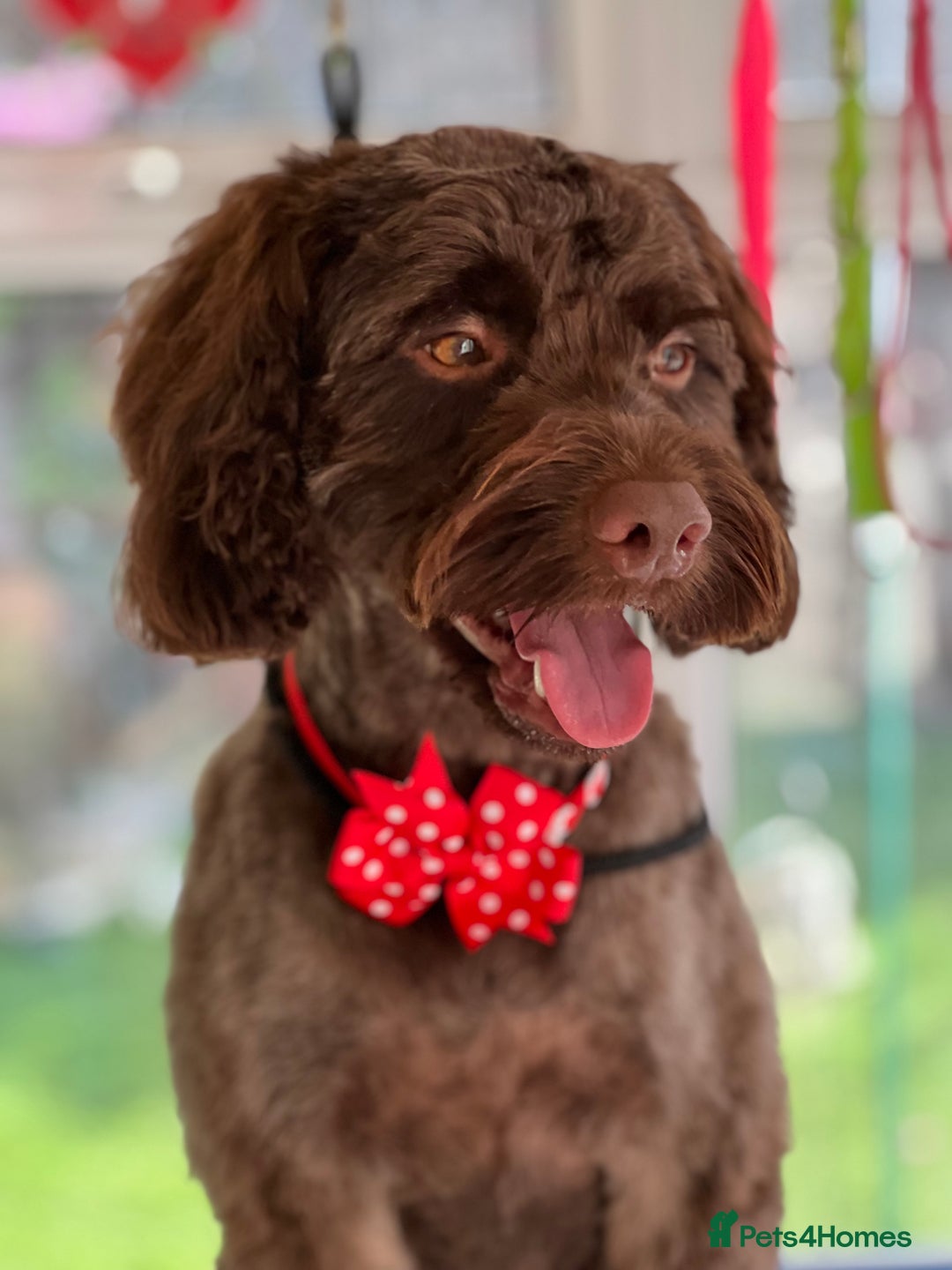Cockapoo dogs for stud: Remy 18 month old F1 cockapoo for stud  - Image 5