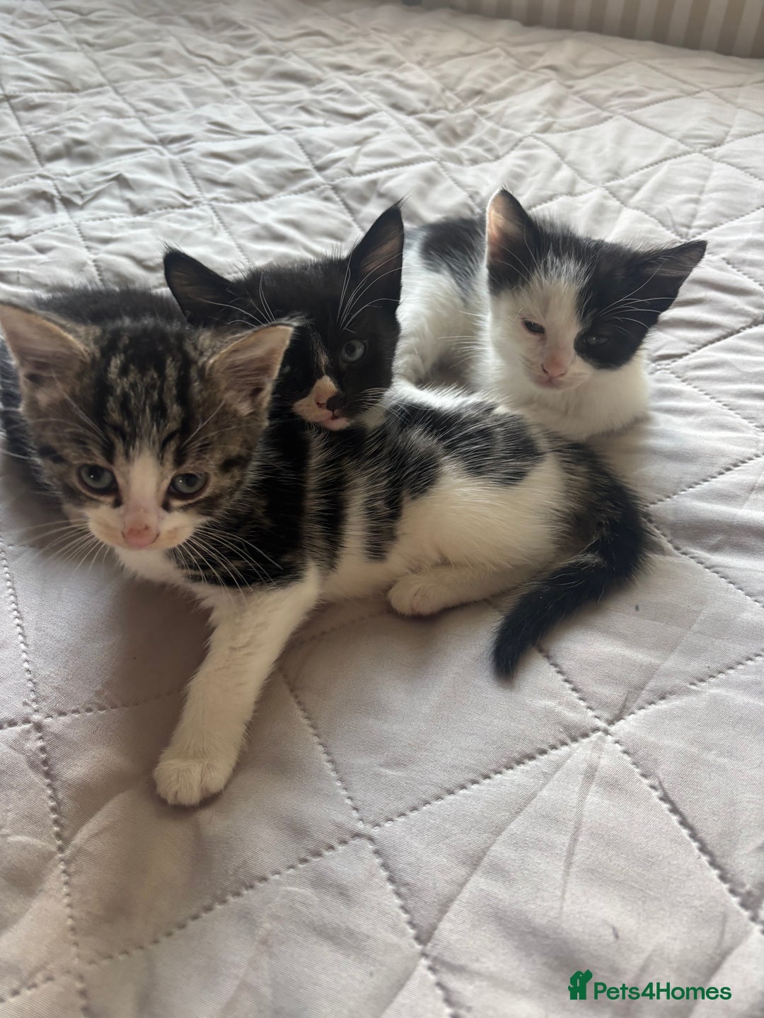 Mixed Breed cats for sale: 3 Female Kittens Available  - Image 7