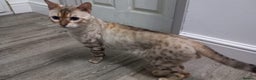 Bengal cats for stud: Seal lynx Snow bengal stud in Hockley - Advert 4