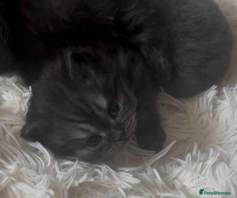 British Shorthair cats Stunning bsh kittens for sale  - Advert 6