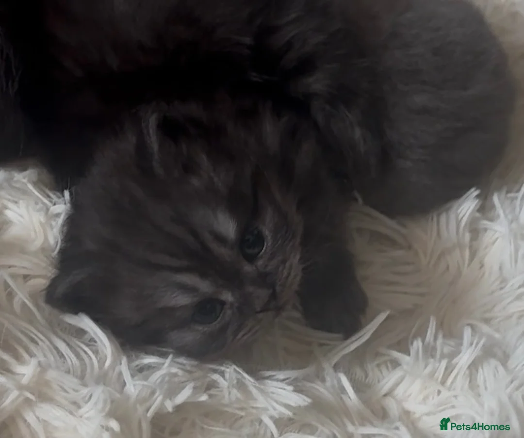 British Shorthair cats for sale: Stunning bsh kittens for sale  - Advert 1