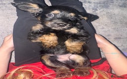 Cocker Spaniel dogs for sale: Beautiful cocker spaniels  - Image 10