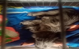 Mixed Breed dogs for sale: Miniature Dashound  - Image 2