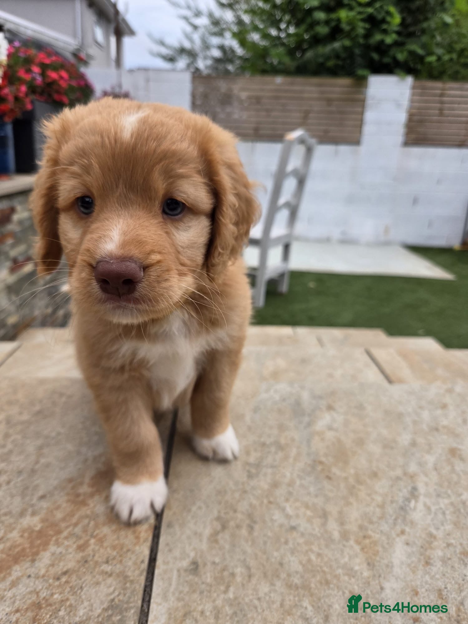 Nova Scotia Duck Tolling Retriever dogs 2 boy left!! KC registered toller pups - Advert 4