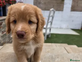 Nova Scotia Duck Tolling Retriever dogs 2 boy left!! KC registered toller pups - Advert 4