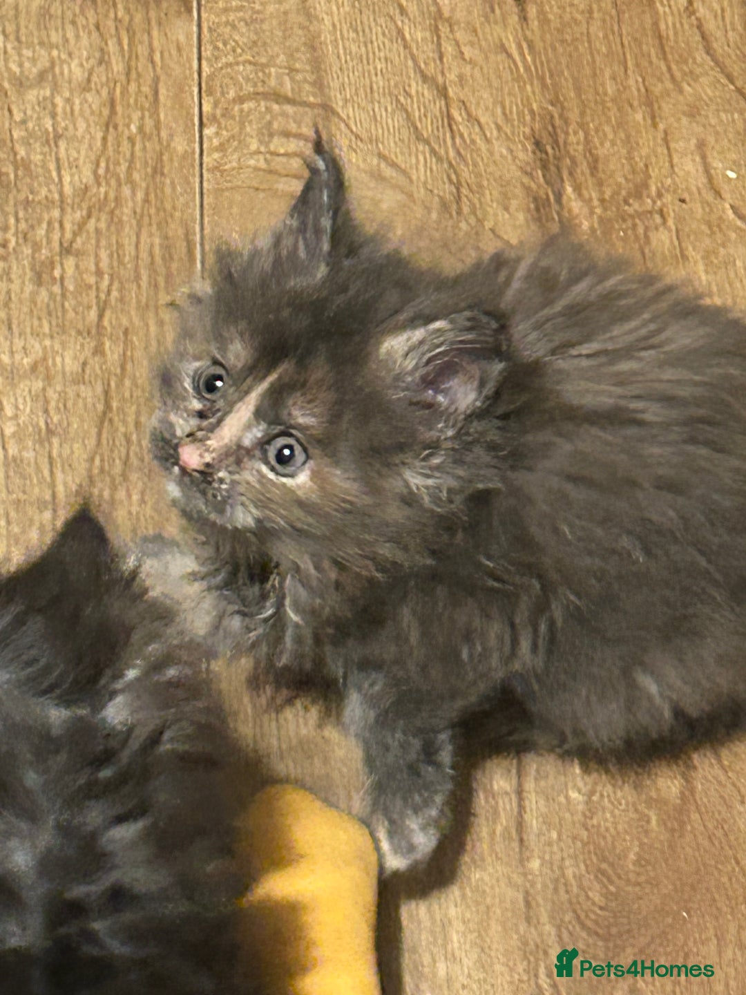 Maine Coon cats for sale: 8 beautiful mainecoon kittens for sale - Advert 18