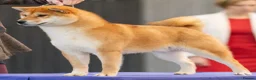 Japanese Shiba Inu dogs for sale: Male Shiba Inu 15 mths old - Advert 4